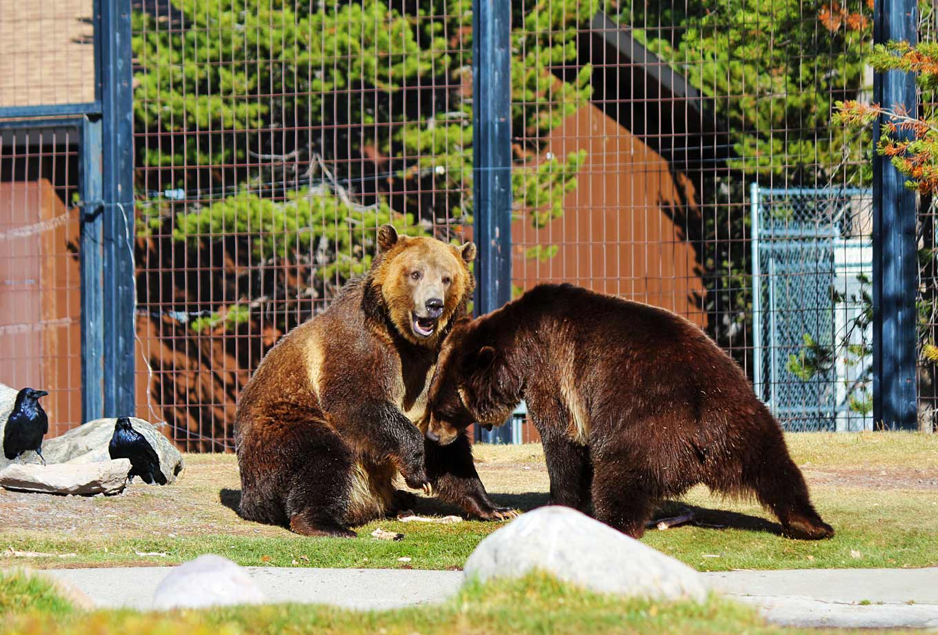Grizzly & Wolf Discovery Center in West Yellowstone