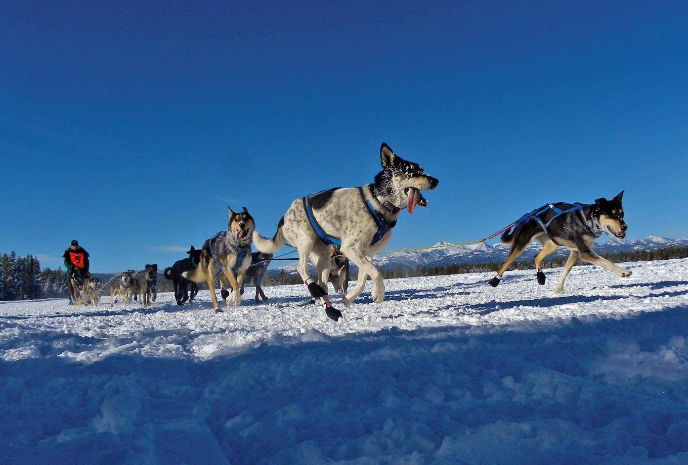Dog Sledding in West Yellowstone