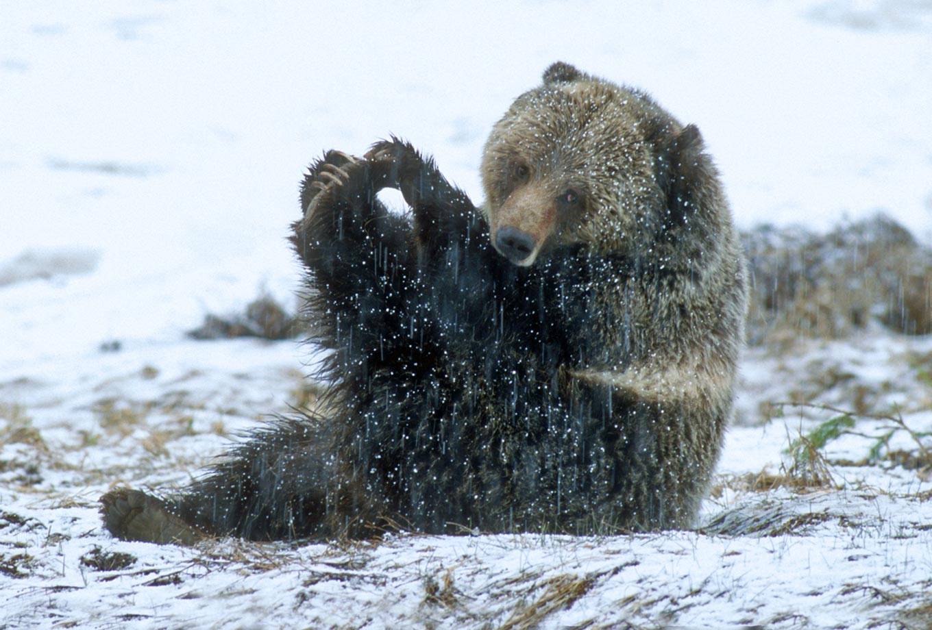 Grizzly & Wolf Discovery Center in West Yellowstone, MT