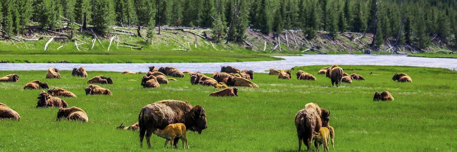 A herd of Yellowstone bison grazing in summer