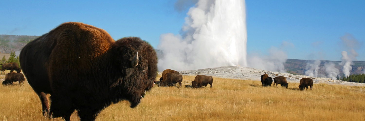 A herd of buffalo at Old Faithful Geyser