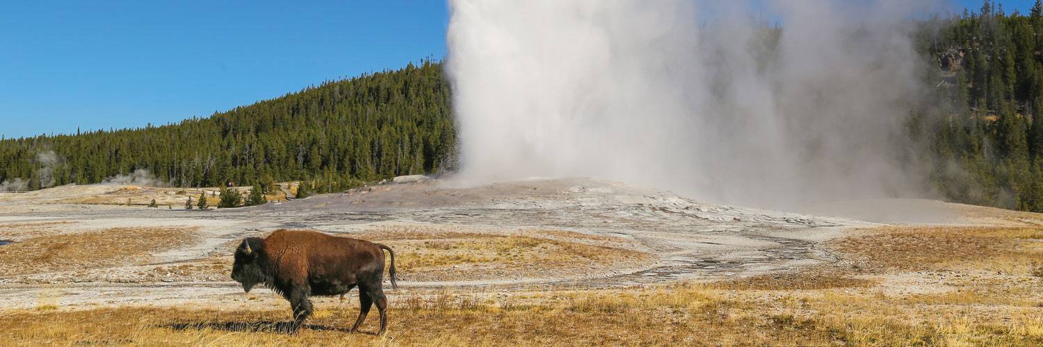 Yellowstone Buffalo Bison near Old Faithful