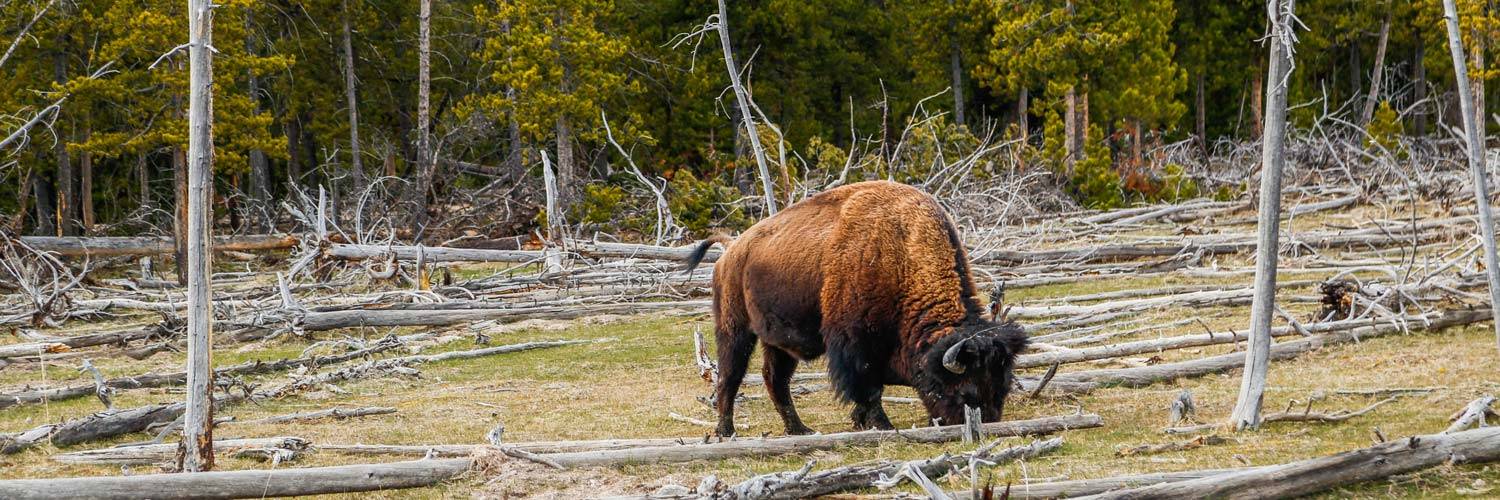 Lone bison grazing among fallen tree limbs
