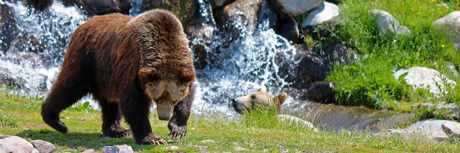 Yellowstone Vacations Packages and Deals