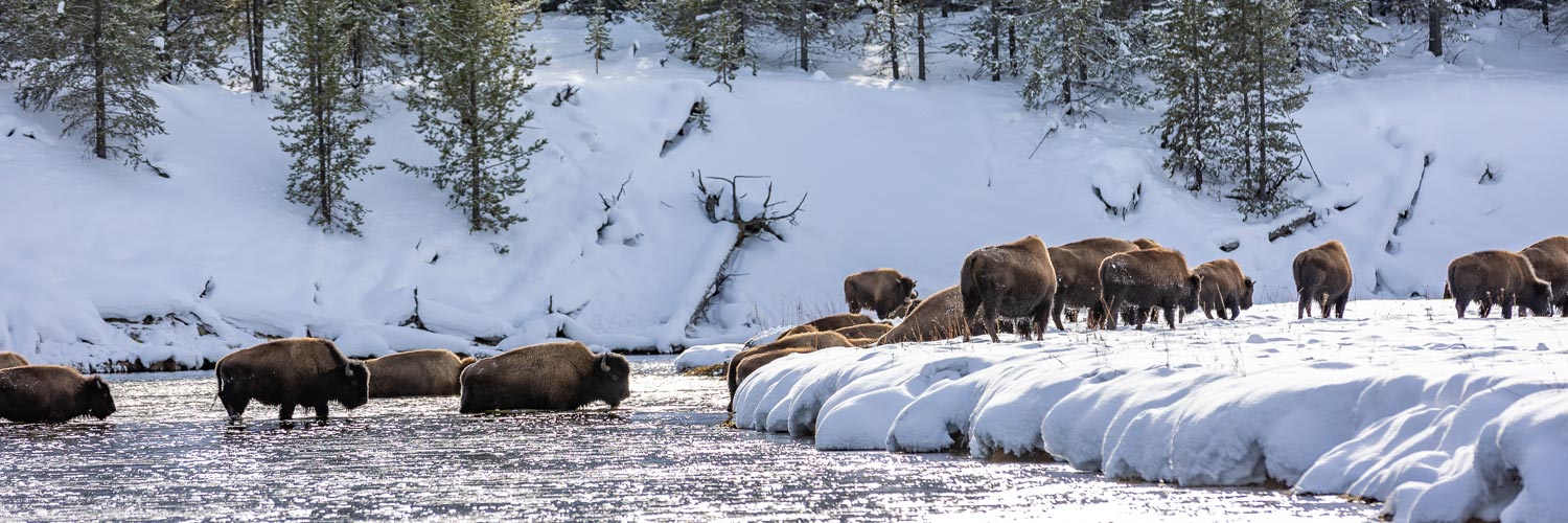 Bison crossing a winter river in Yellowstone National Park