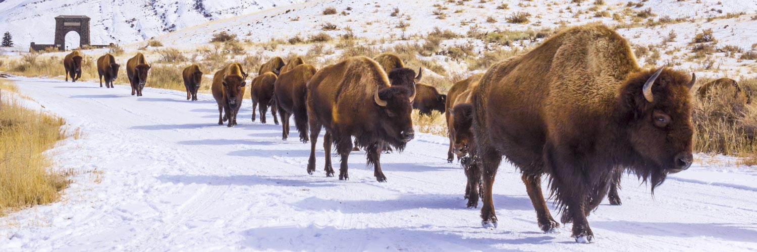 Yellowstone Vacations AAA Discount
