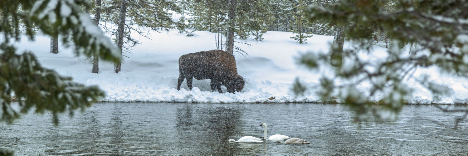 A bison grazes next to trumpeter swans in Yellowstone National Park during winter