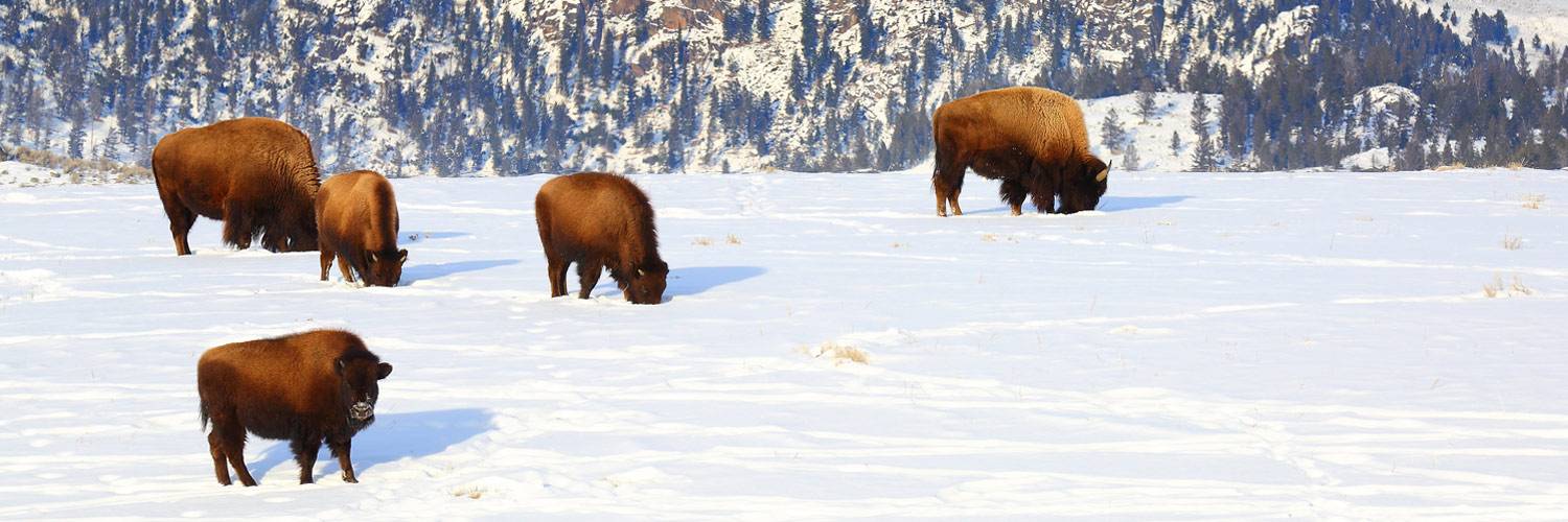 Herd of buffalo bison grazing inside Yellowstone National Park