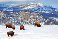 Herd of buffalo bison grazing in front of Electric Peak