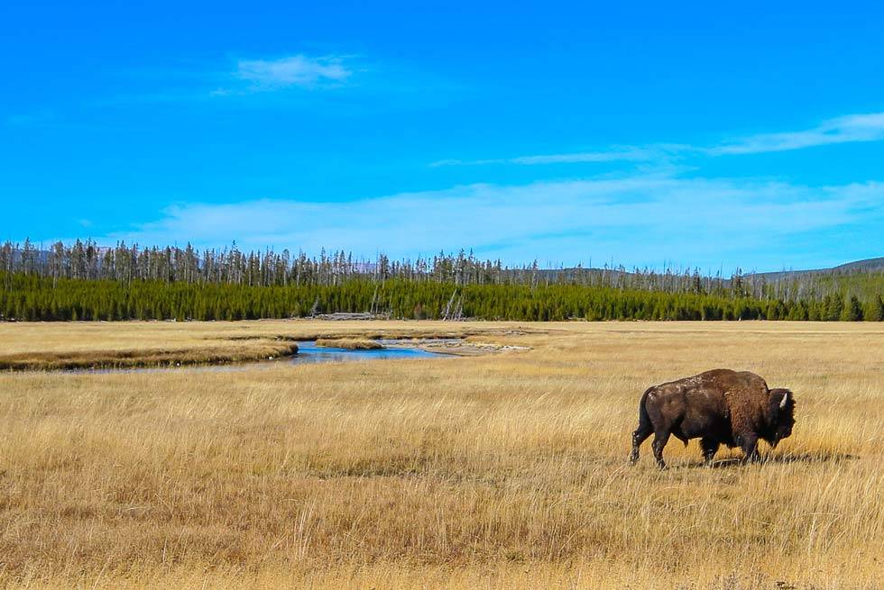 Buffalo bison near Madison River inside Yellowstone National Park