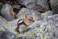 Yellowstone National Park chipmunk