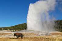 Lone bison standing next to an active geyser