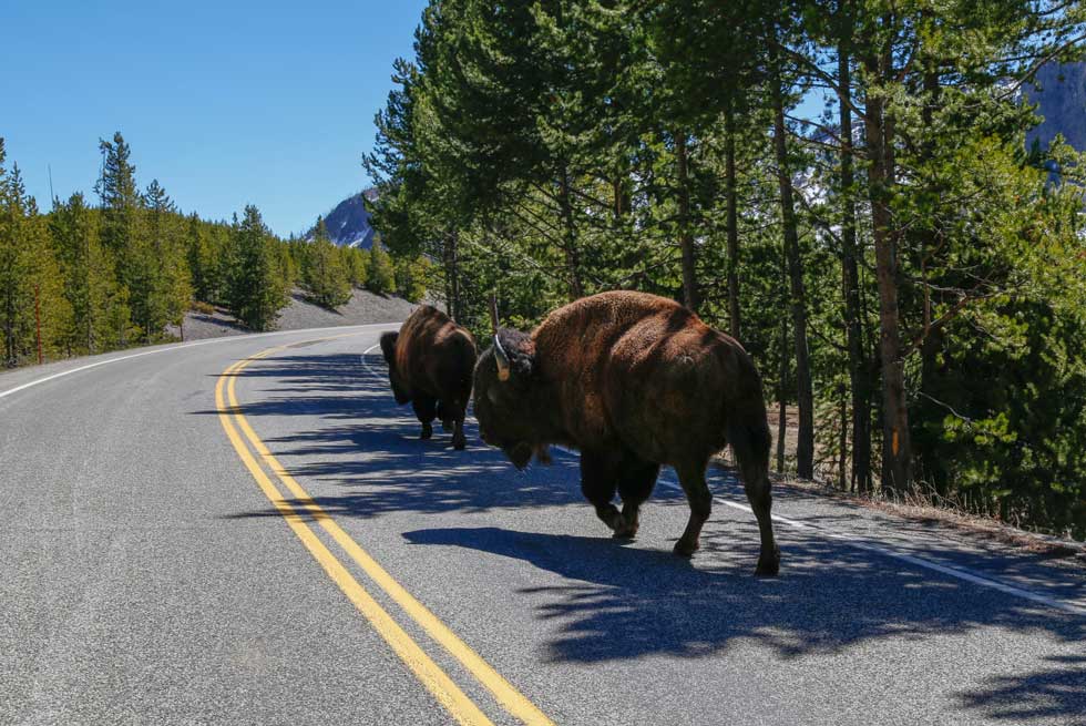 Buffalo bison walking down the road in Yellowstone Park