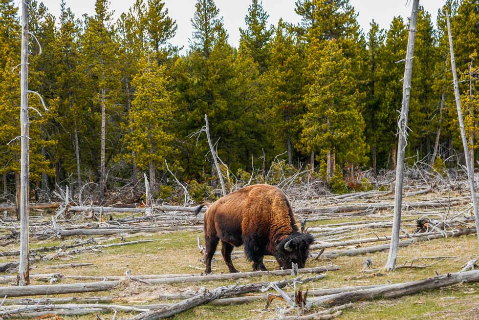 Lone bison eating grass among Yellowstone Park trees