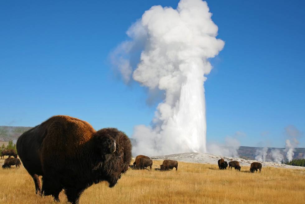 Bison at Old Faithful geyser
