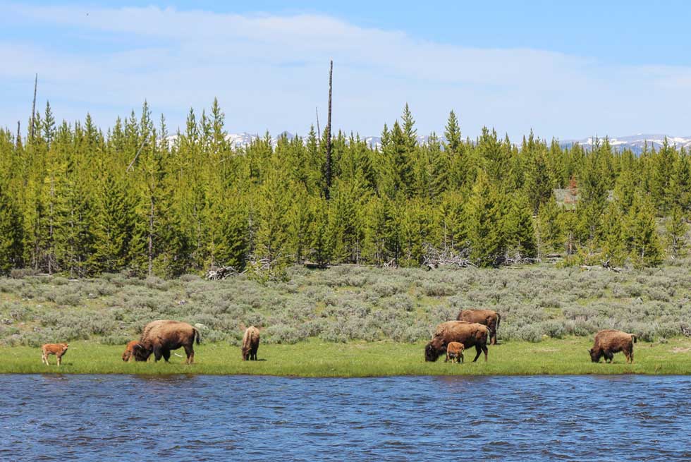 Spring baby bison grazing inside Yellowstone National Park