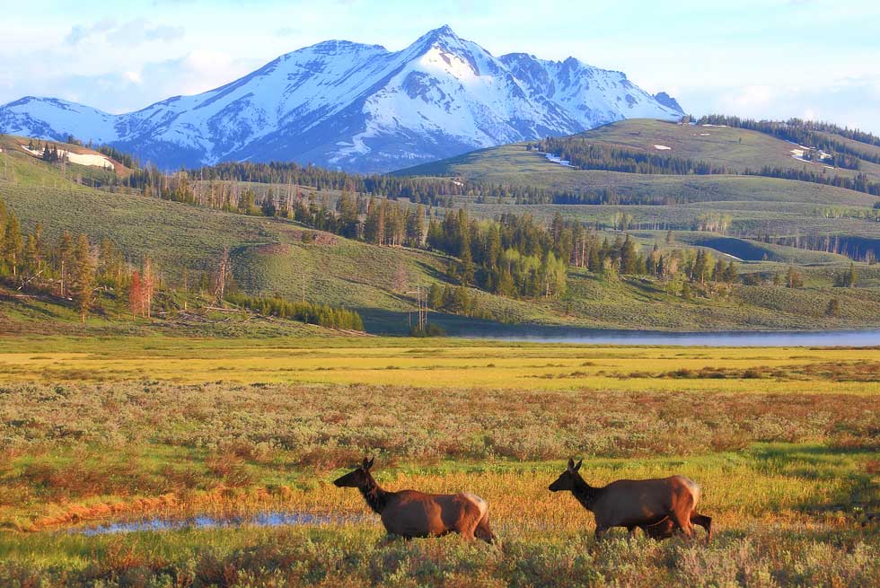 Wildlife inside Yellowstone National Park
