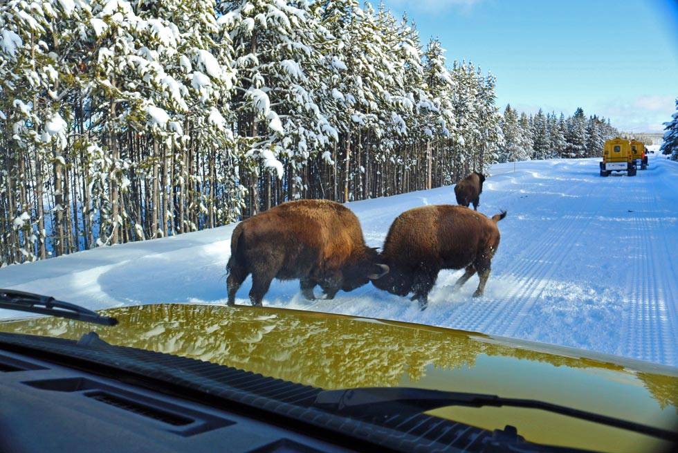 Bison butting heads outside a Yellowstone Vacations snowcoach