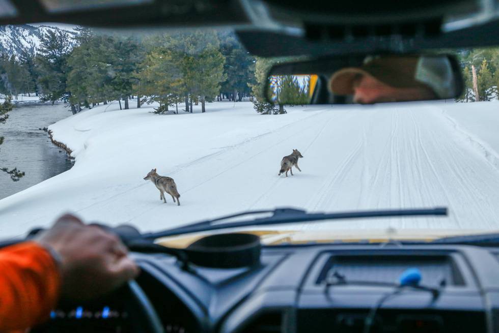 Two coyotes seen from the driver's seat during a Yellowstone snowcoach tour