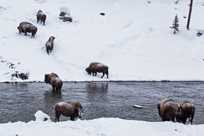A herd of Yellowstone bison crossing a winter river is one of many sights on your Snowcoach Tour.