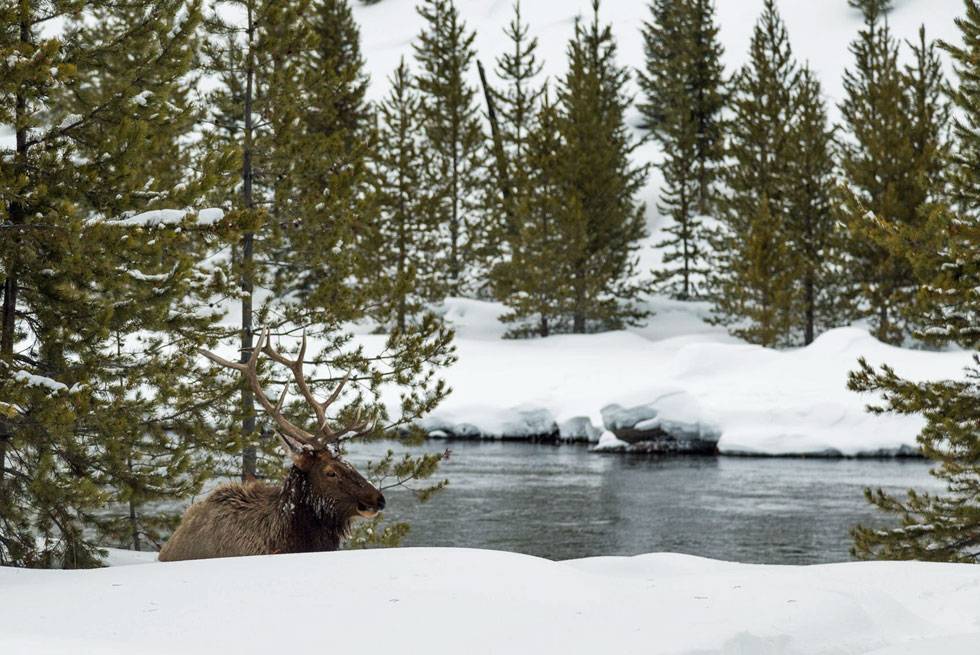A majestic bull elk relaxes by a winter river on our Yellowstone snowcoach tours.