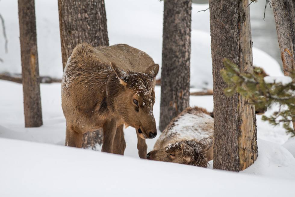 A family of Yellowstone elk as seen on one of our snowcoach tours.
