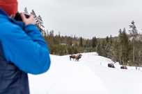 A Yellowstone photographer captures a herd of bison in winter.
