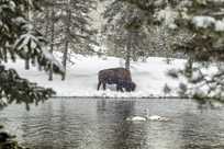 A bison grazing in winter with a rare trumpeter swan sighting.