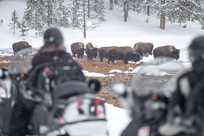 A group of snowmobilers slows down to watch Yellowstone bison grazing in winter.