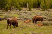 Bison family grazing in Yellowstone Park