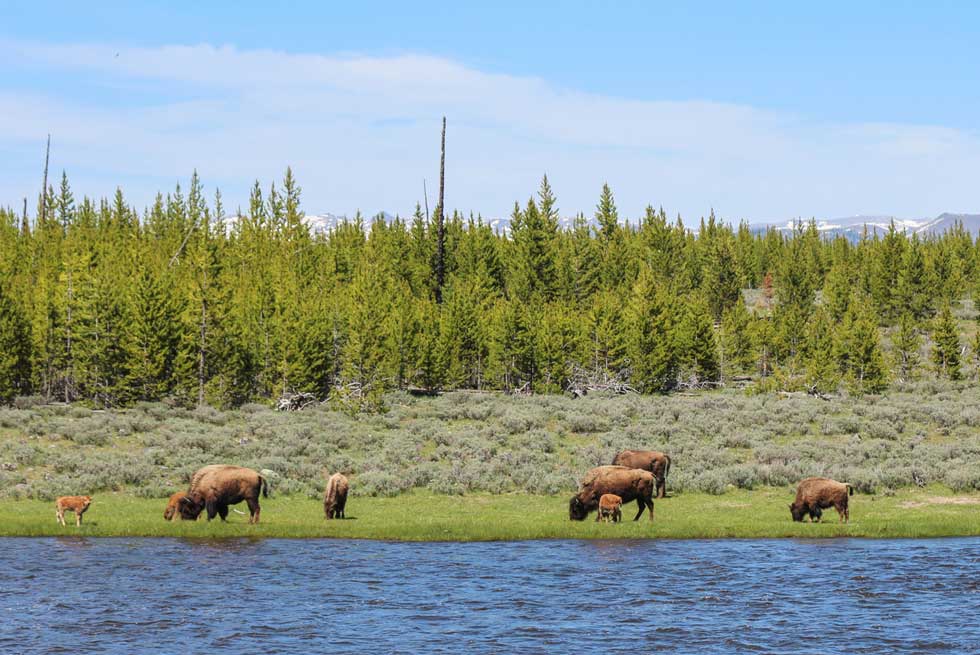 Baby bison grazing near the Madison River in Yellowstone Park
