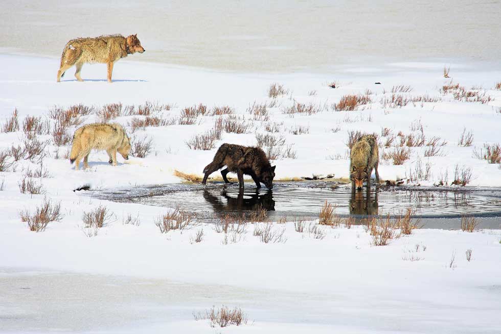 Gray wolves in Yellowstone during winter