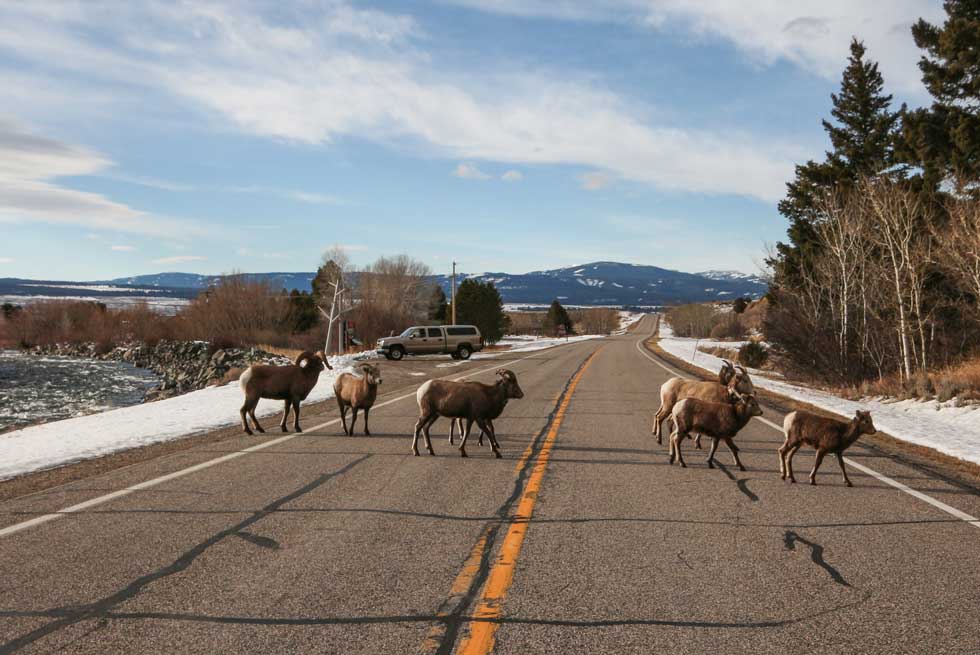 Bighorn sheep crossing the road in Yellowstone National Park