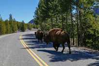 Bison traveling down the road in Yellowstone National Park