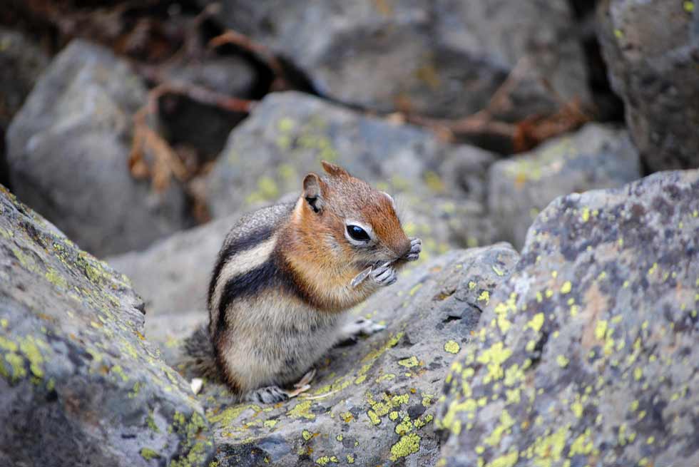 Chipmunk munching on food in Yellowstone National Park