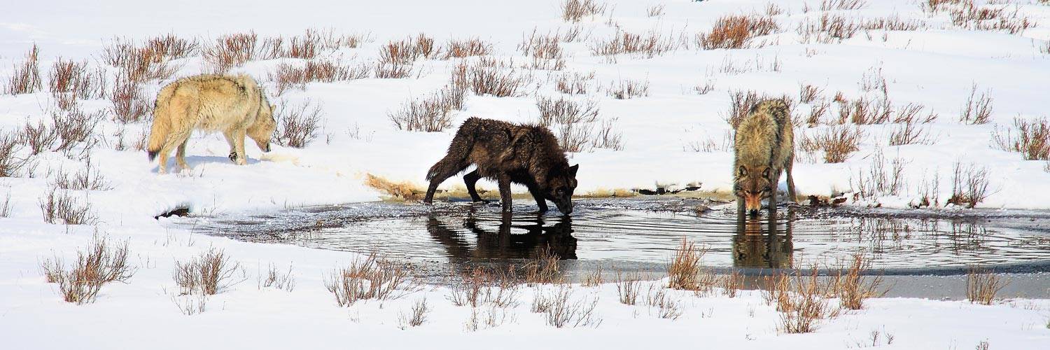 Winter wolves in Yellowstone National Park