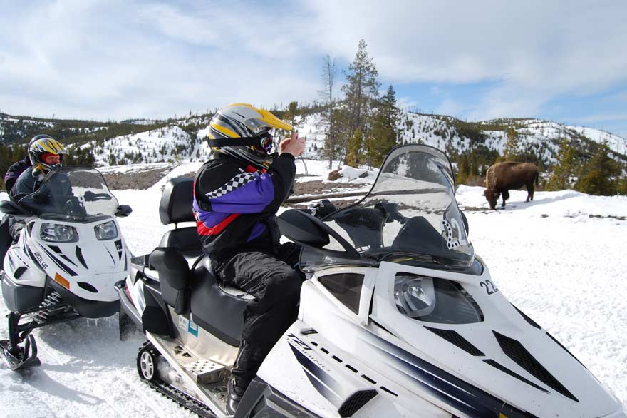 Snowmobilers stopping to take picture of buffalo bison inside Yellowstone National Park