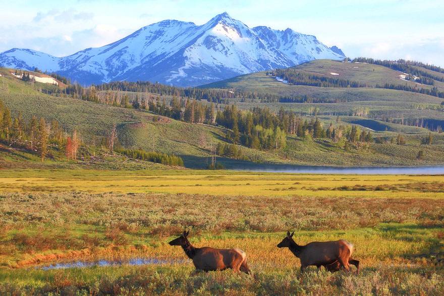 Two deer frolicking in Yellowstone National Park 