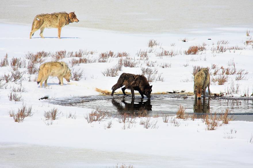 Gray wolves in winter at Yellowstone National Park