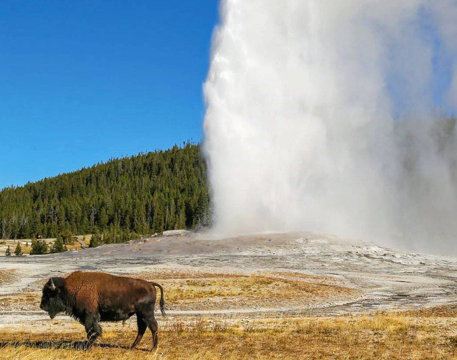 A Yellowstone bison standing near Old Faithful geyser